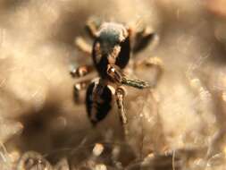 Image of Habronattus pyrrithrix (Chamberlin 1924)