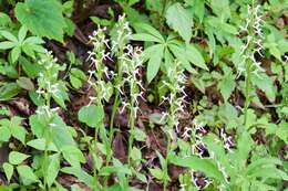 Слика од Platanthera japonica (Thunb.) Lindl.