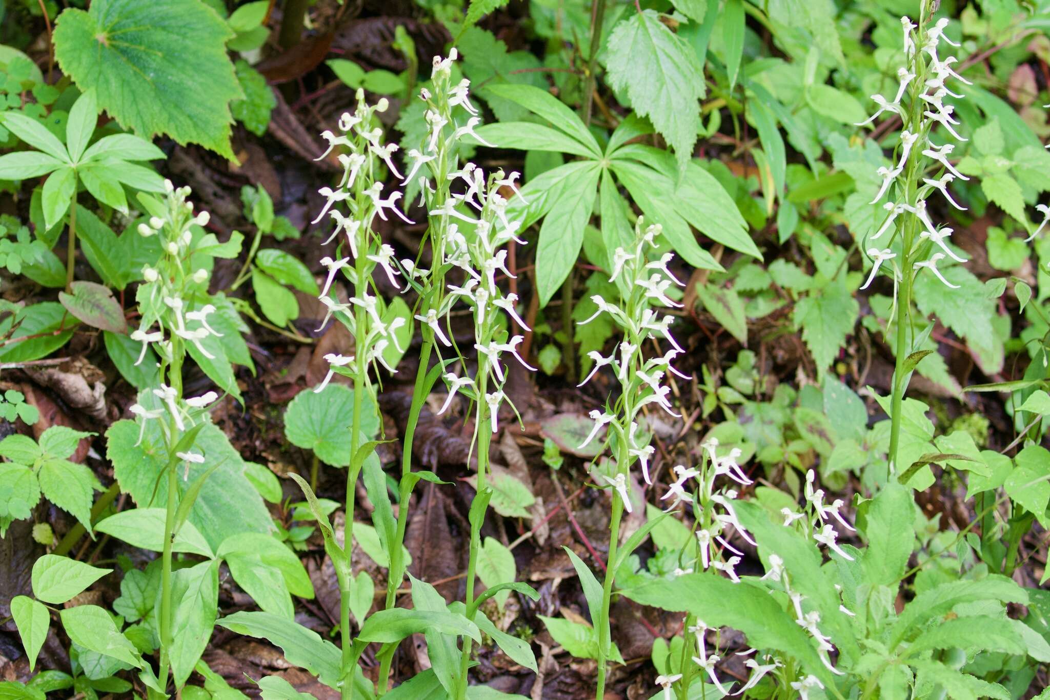 Image of Platanthera japonica (Thunb.) Lindl.
