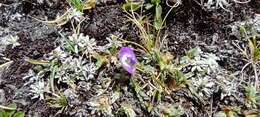 Image of Astragalus uniflorus (Dombey) DC.