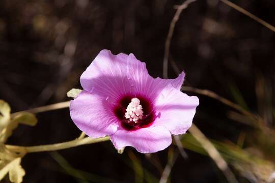 Hibiscus solanifolius F. Müll.的圖片