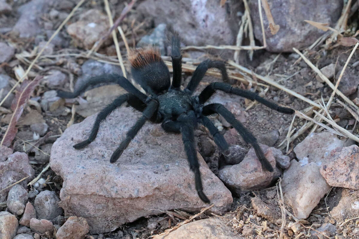 Image of Aphonopelma madera Hamilton, Hendrixson & Bond 2016