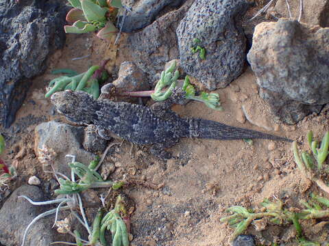 Image of East Canary Gecko