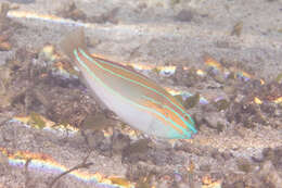 Image of Blue-ribbon wrasse