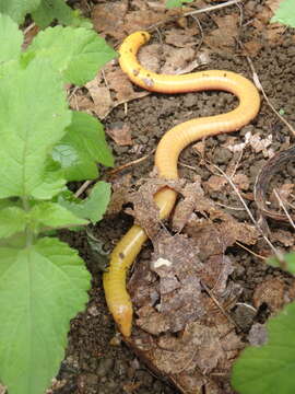 Image of Aqua Ize Caecilian