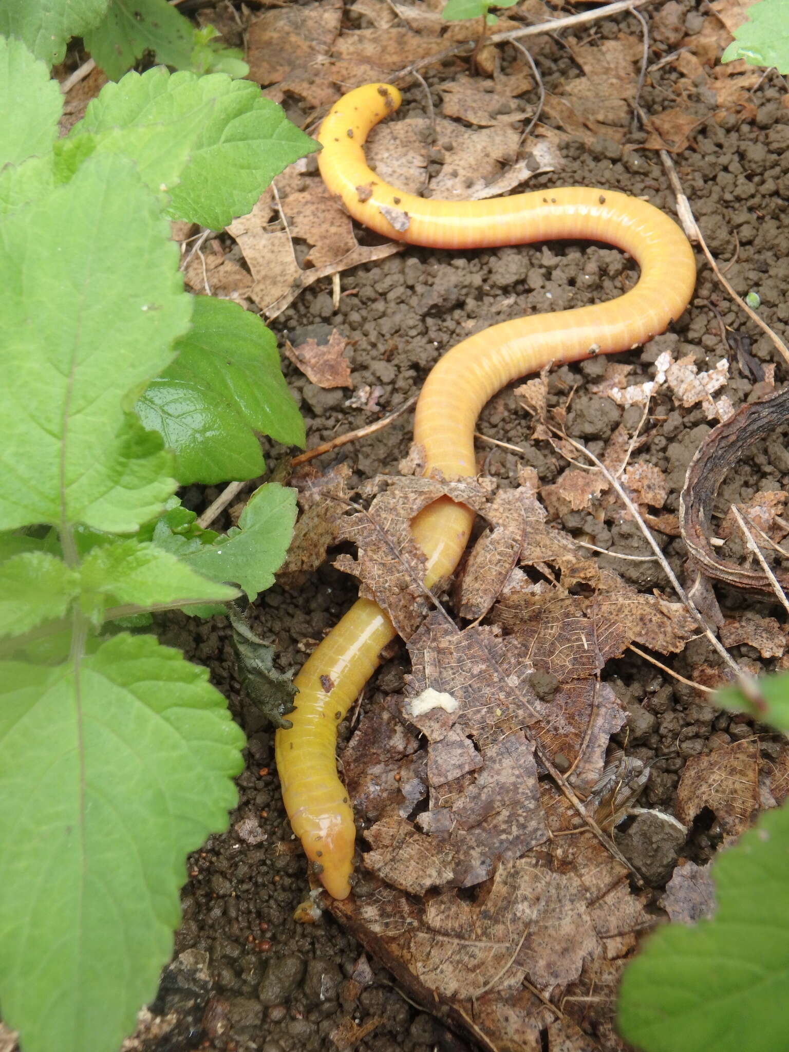 Image of Aqua Ize Caecilian