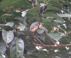 Image of Grey Apalis