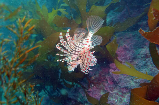 Image of Dragon's Beard Fish