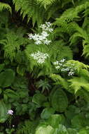 صورة Heracleum apiifolium Boiss.