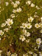 Plancia ëd Cerastium cerastoides (L.) Britton