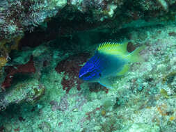 صورة Chromis limbaughi Greenfield & Woods 1980