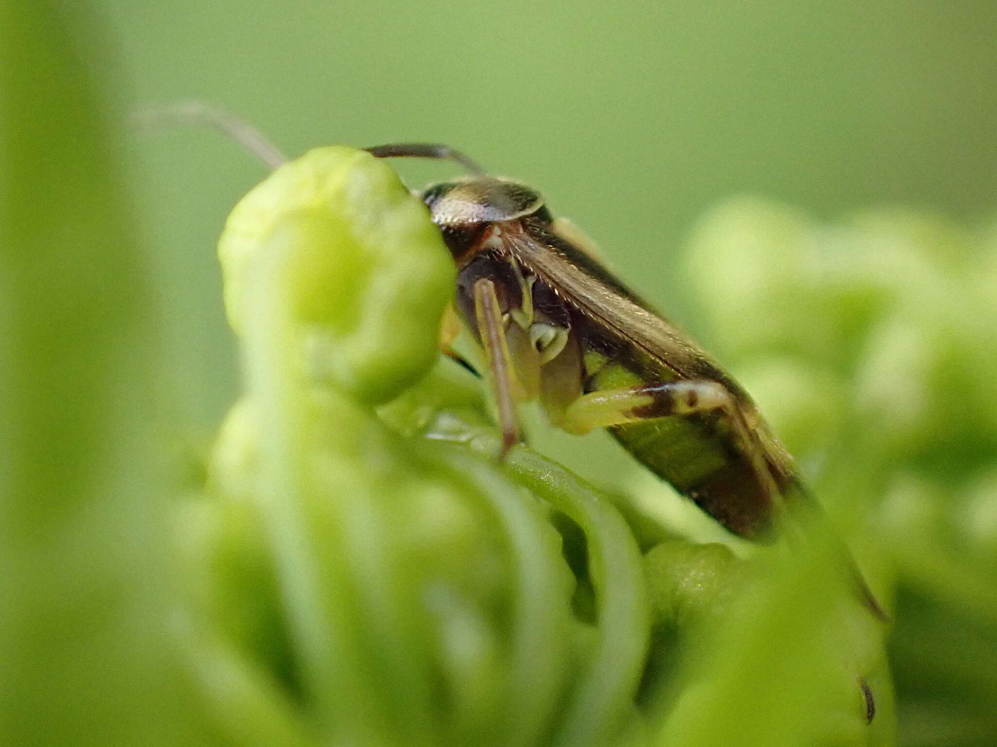 Image of Orthops kalmii (Linnaeus 1758)