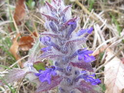 Image of Ajuga multiflora Bunge