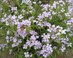 Image of Cakile maritima subsp. euxina (Pobed.) Nyár.