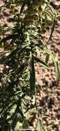 Image of weakleaf bur ragweed