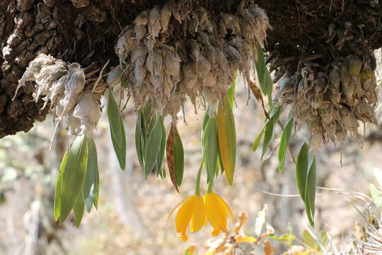 Image of Daffodil orchid