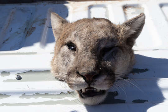 Image of North American cougar