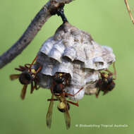 Image de Polistes variabilis (Fabricius 1781)