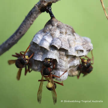 Image of Polistes variabilis (Fabricius 1781)