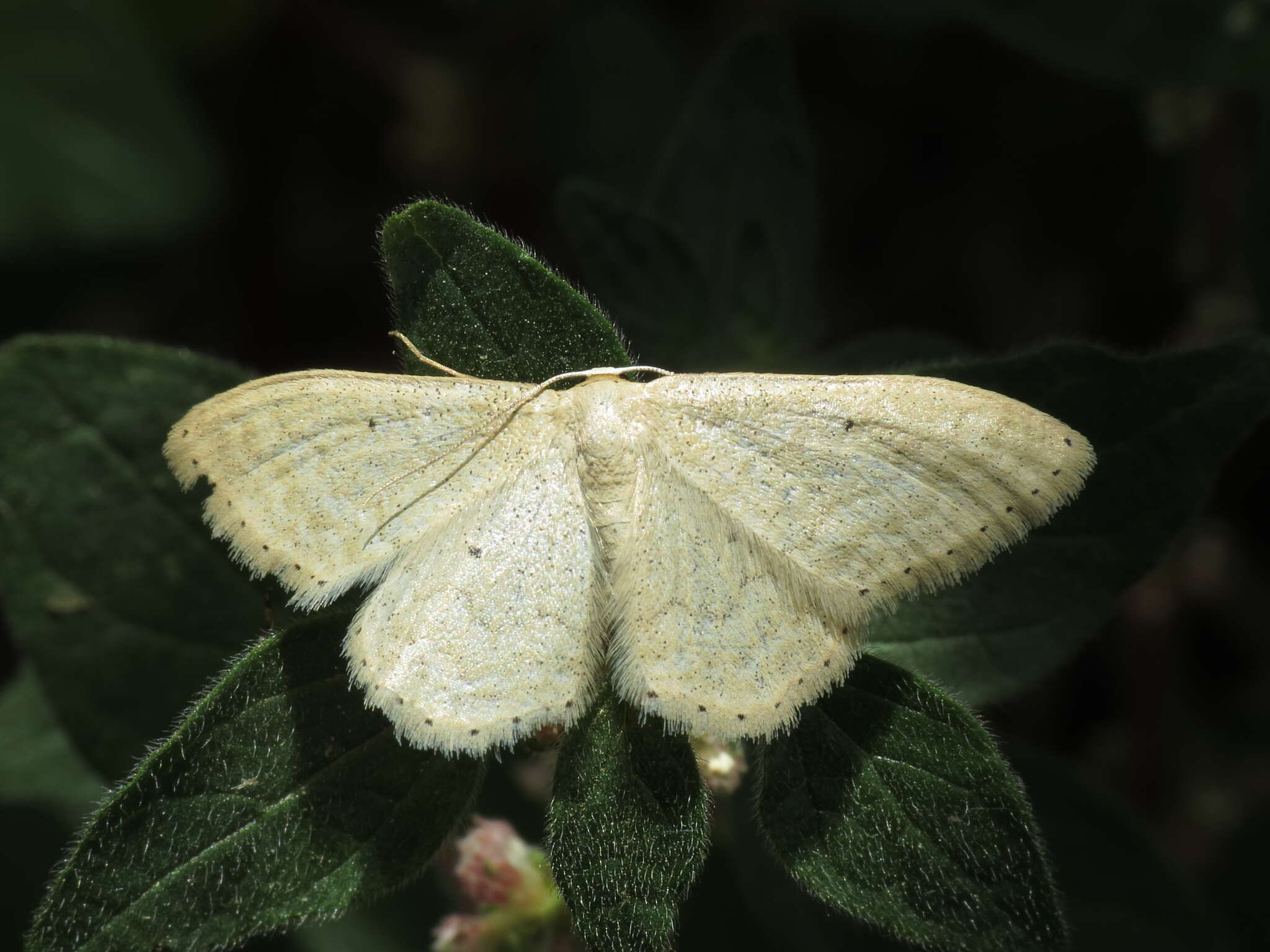 Image de Idaea litigiosaria Boisduval 1840