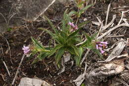 Image of Acanthocalyx nepalensis subsp. nepalensis