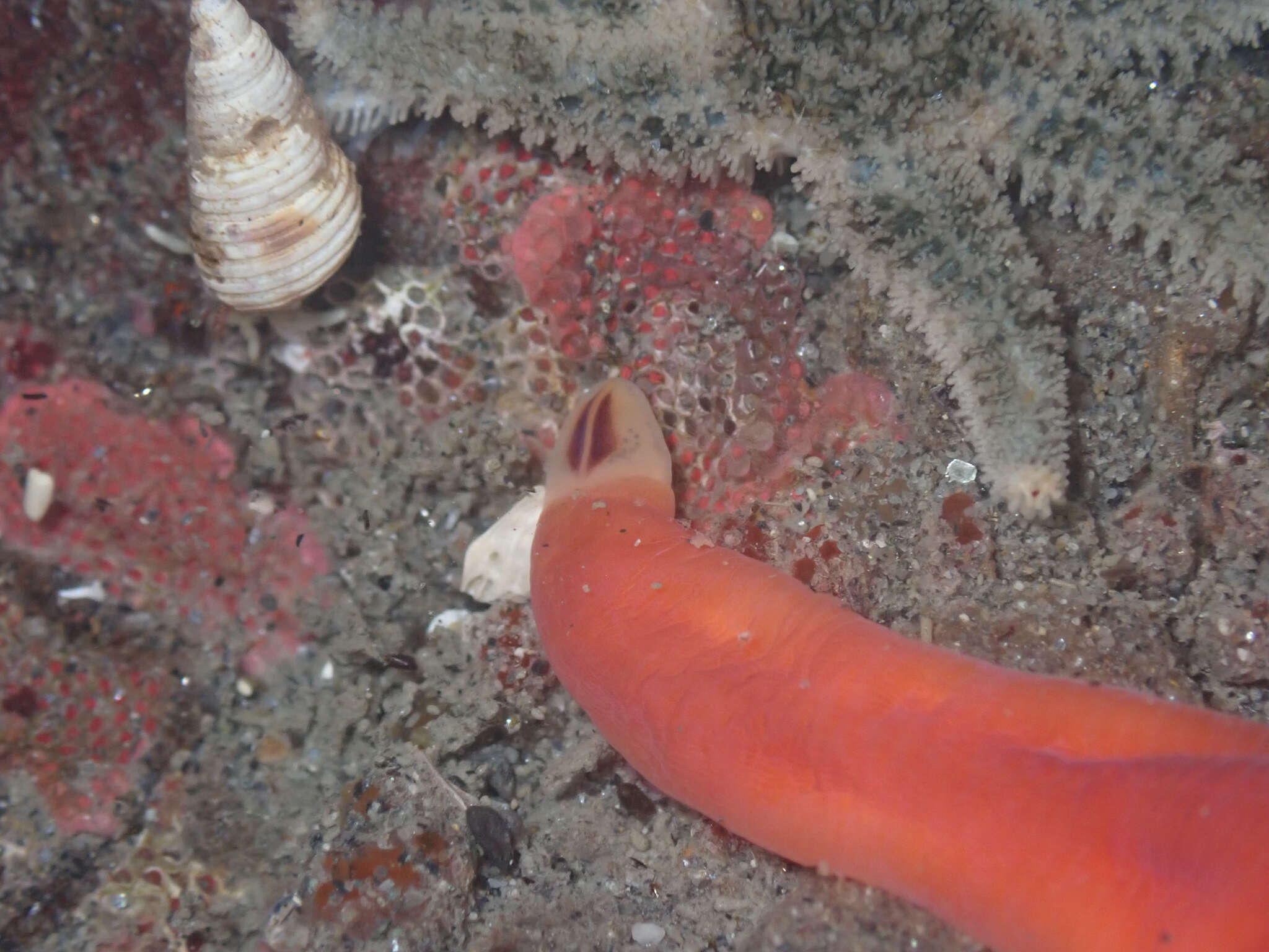 Image of Amphiporus bimaculatus Coe 1901