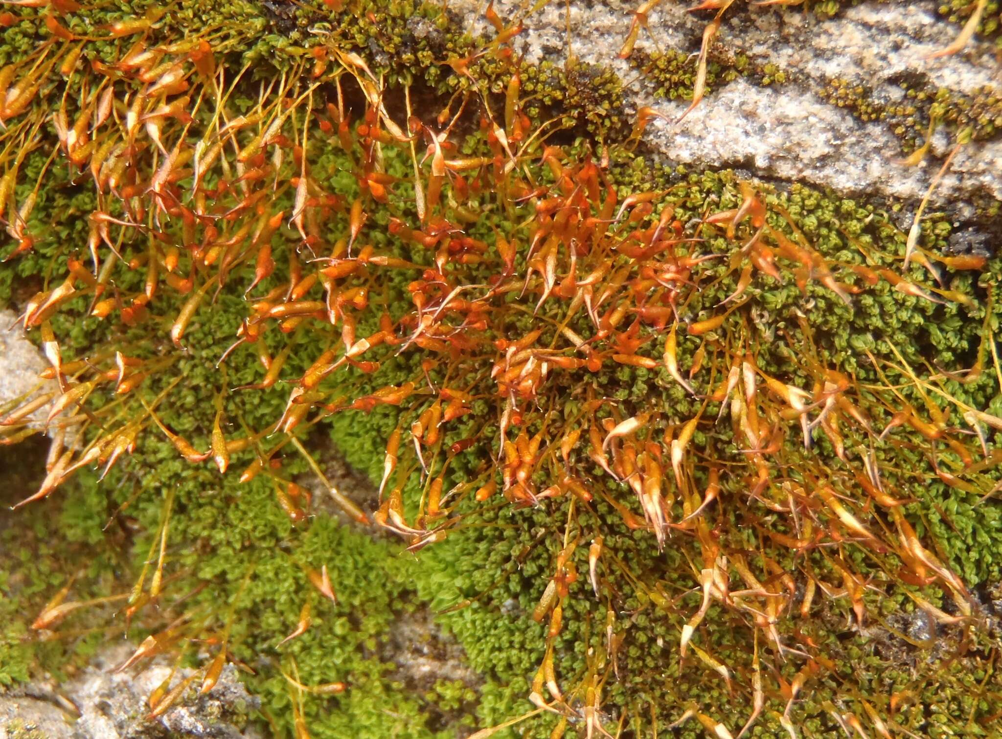 <i>Tortula muralis</i> subsp. <i>obtusifolia</i>的圖片