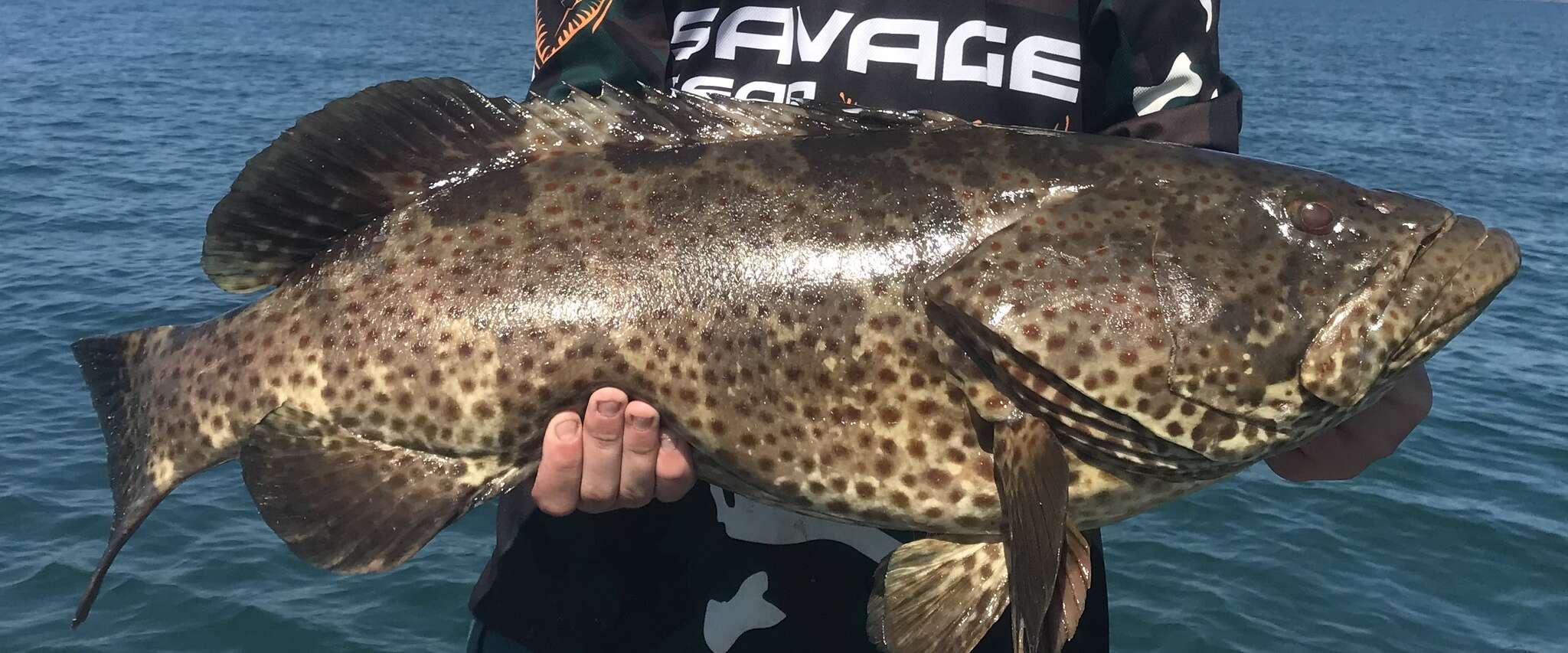 Image of Estuary Cod