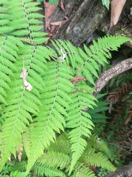 Image de Amauropelta concinna (Willd.) Pic. Serm.