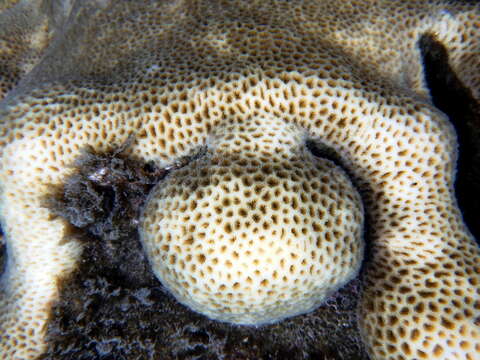 Image of tombstone coral