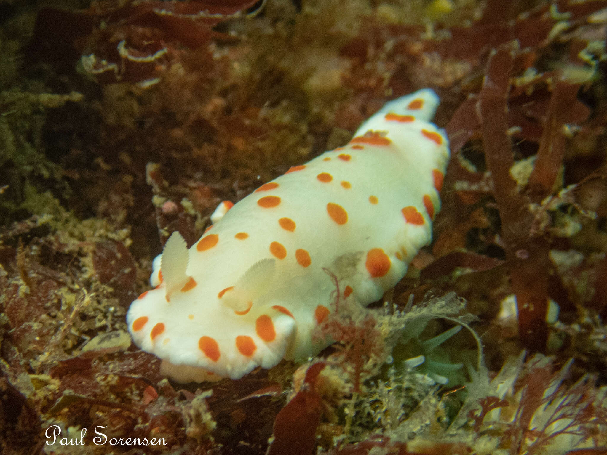 Image of Goniobranchus tasmaniensis (Bergh 1905)