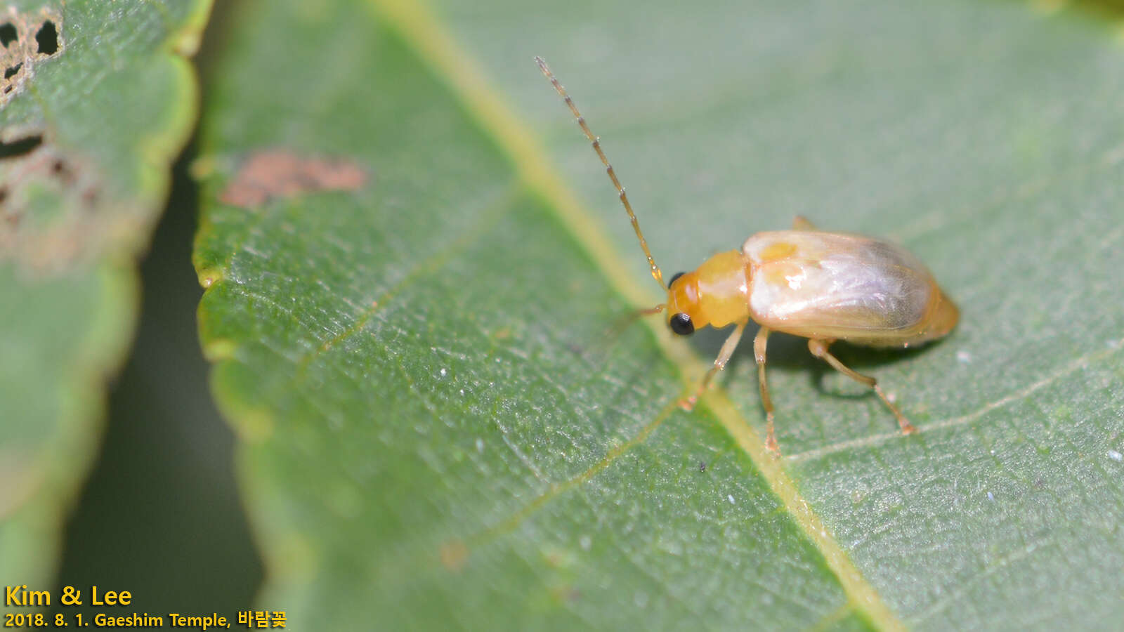 Image of <i>Monolepta shirozui</i>