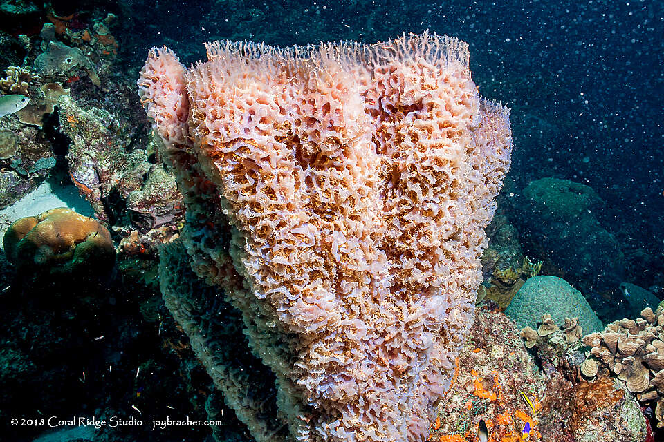 Image of Azure Vase Sponge