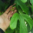 Aristolochia jackii Steud.的圖片