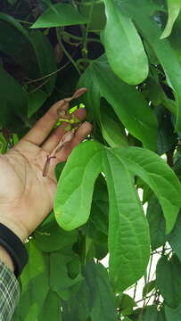 Image de Aristolochia jackii Steud.