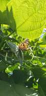 Image of Asterocampa celtis antonia