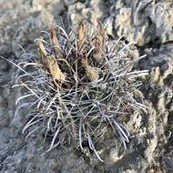 Plancia ëd Sclerocactus cloverae subsp. brackii K. D. Heil & J. M. Porter