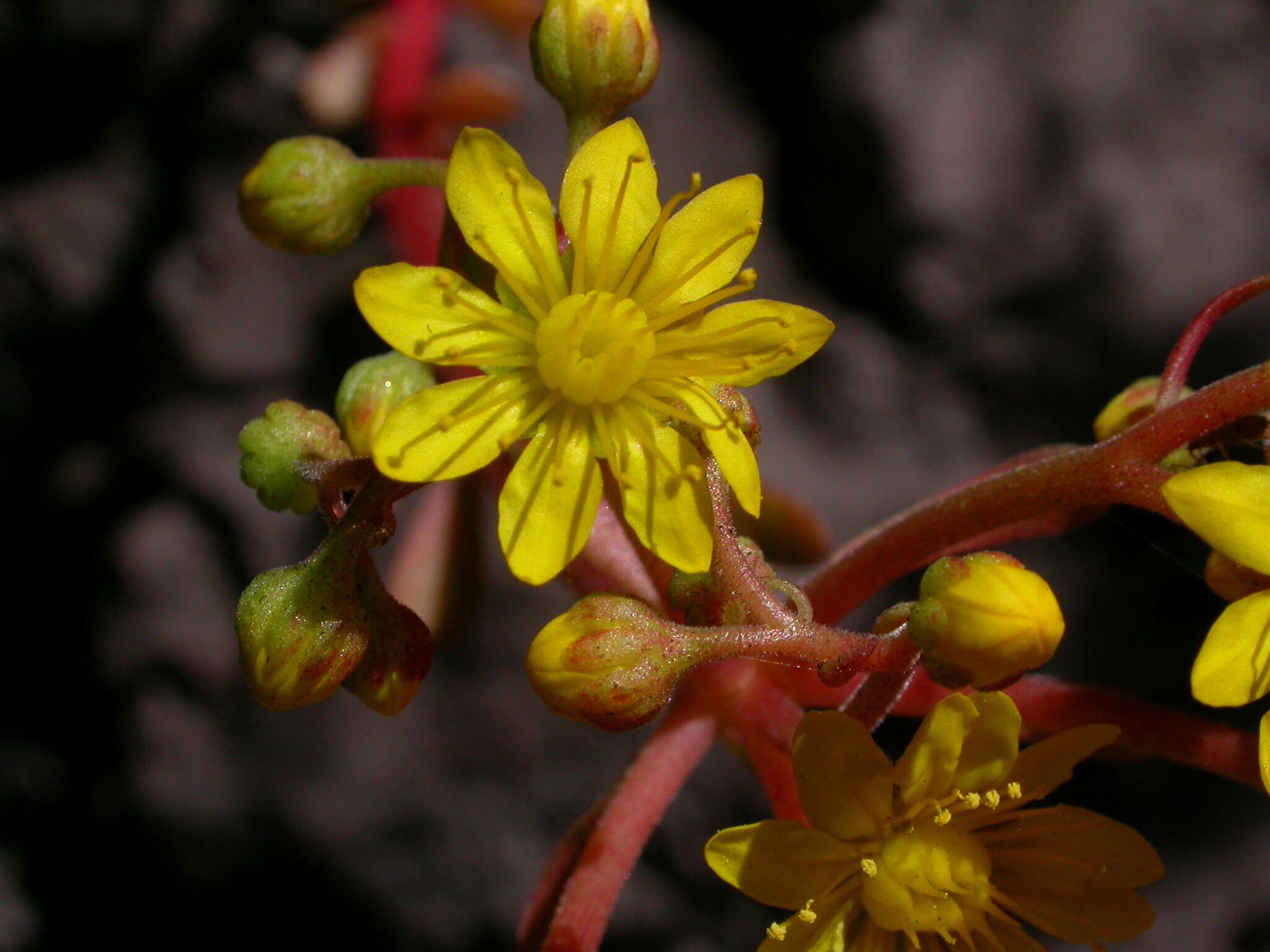 Image of Aeonium spathulatum (Hornem.) Praeger