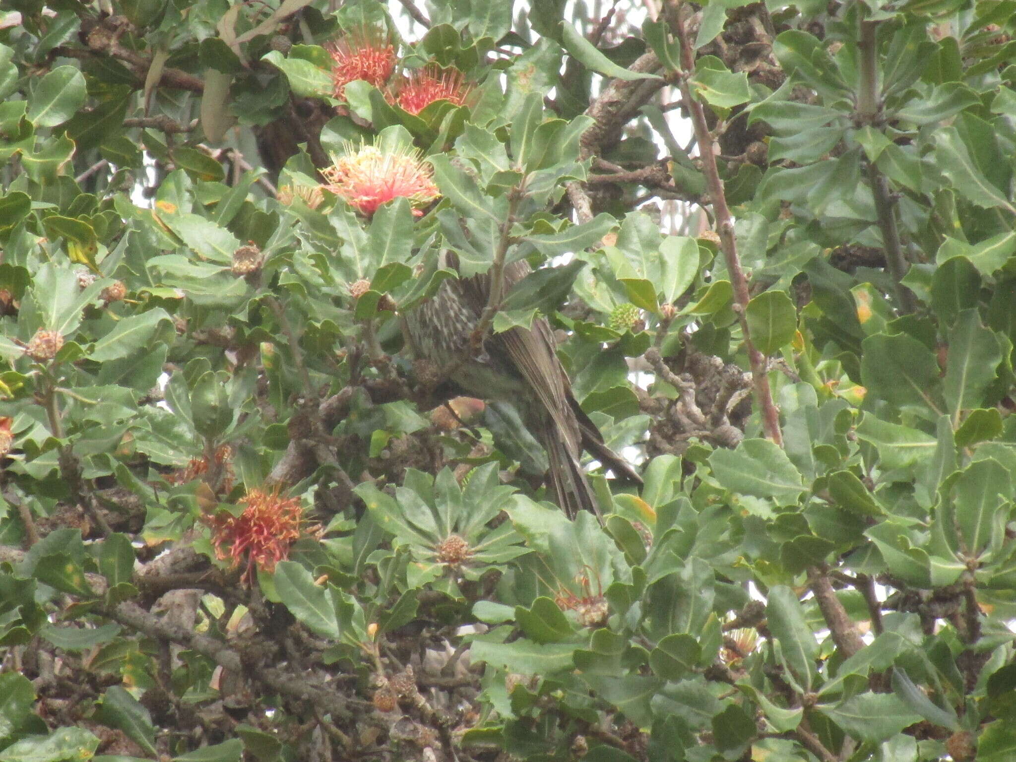 Image of Little Wattlebird