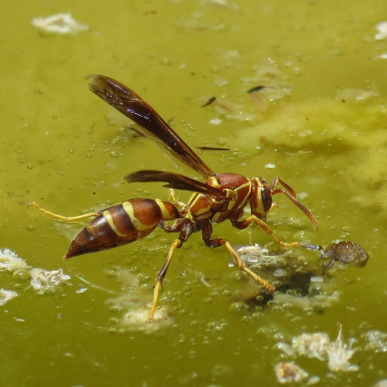 صورة Polistes arizonensis Snelling 1954