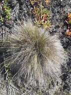 Imagem de Tetraria ligulata (Boeckeler) C. B. Clarke