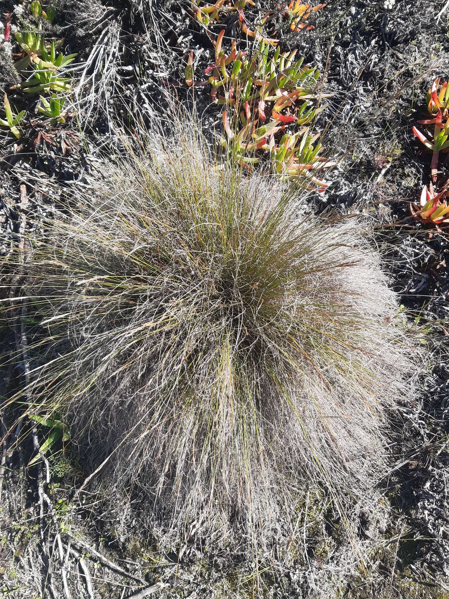 Imagem de Tetraria ligulata (Boeckeler) C. B. Clarke