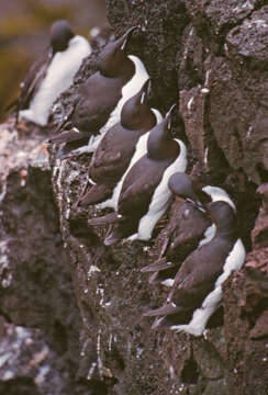 Image of Brünnich's Guillemot