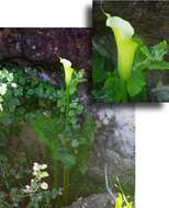 Image of Spotted-leaved arum lily