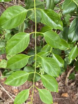 Image of Jasmine, Native