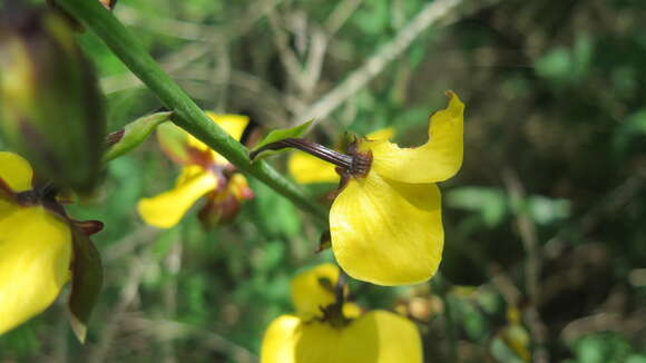 Plancia ëd Eulophia streptopetala Lindl.