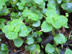 Plancia ëd Chrysosplenium glechomifolium Nutt. ex Torr. & Gray