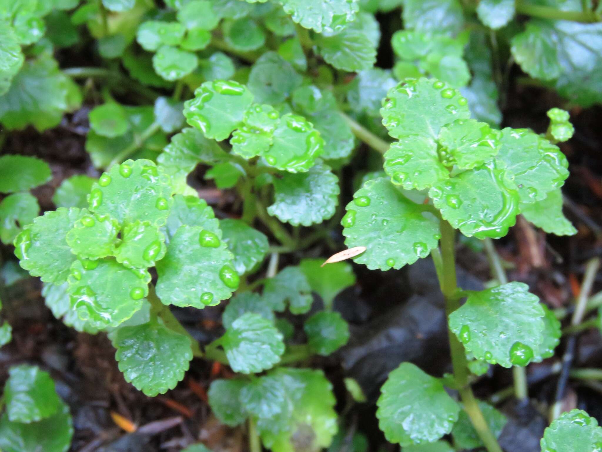 Plancia ëd Chrysosplenium glechomifolium Nutt. ex Torr. & Gray