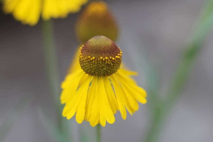 Image of Helenium mexicanum Kunth