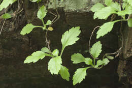 Image of Artemisia keiskeana Miq.